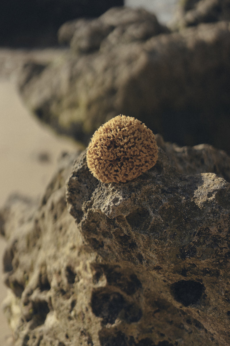 Buy natural honeycomb sea sponge online